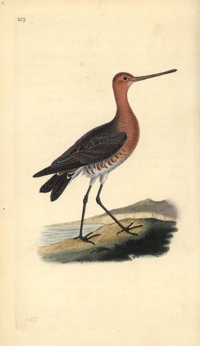 Kısa kuyruklu ahmak (erkek), Limosa lapponica. Edward Donovan tarafından kendi “Natural History of British Birds” Londra kitabından çizilip kazınmış, elle boyanmış bakır levha by Edward Donovan