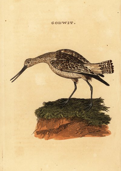 Bar kuyruklu ahmak, Limosa lapponica by Edward Donovan