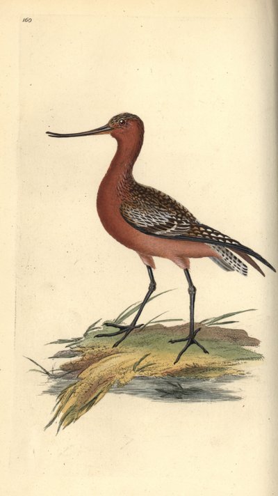 Bar-tailed godwit, Limosa lapponica. Handcoloured copperplate drawn and engraved by Edward Donovan from his own “Natural History of British Birds,” London by Edward Donovan