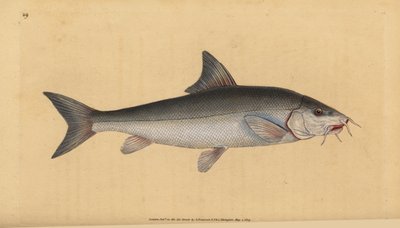 Barbel, bearded bearded (Cyprinus bearded). Handcoloured copperplate drawn and engraved by Edward Donovan from his Natural History of British Fishes, Donovan and F.C. and J. Rivington, London by Edward Donovan