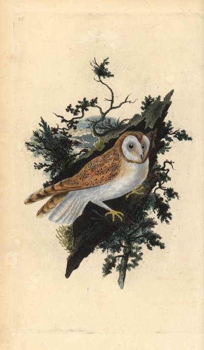 Peçeli baykuş, Tyto alba. Edward Donovan tarafından kendi “Natural History of British Birds” Londra kitabından çizilip kazınmış, elle boyanmış bakır levha by Edward Donovan