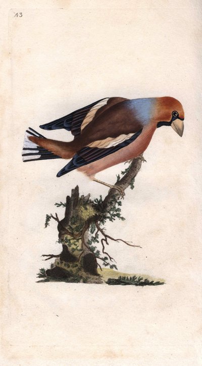 Büyük gaga çekirdeği kırar. Coccothrausts (Loxia coccothraustes). Histoire naturelle des oiseaux britanniques, Londra