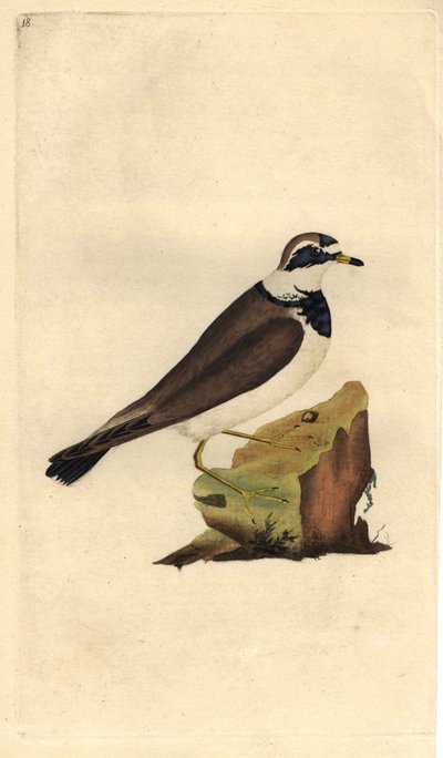 Büyük cılıbıt. Charadrius hiaticula. İngiliz Kuşlarının Natural History, Londra
