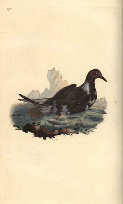 Kara başlı martı, Chroicocephalus ridibundus, kahverengi başlı yaz tüylerinde. Edward Donovan tarafından kendi “Natural History of British Birds” adlı Londra kitabından çizilip kazınmış, elle boyanmış bakır levha by Edward Donovan