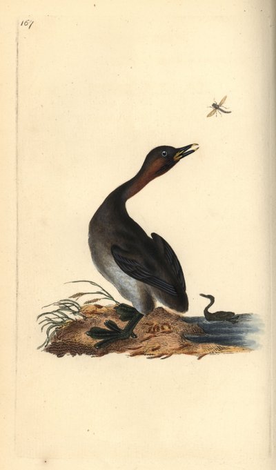 Siyah çene batağı, Podiceps hebridicus. (Küçük batağan, Tachybaptus ruficollis?) Edward Donovan tarafından Londra