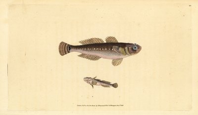 Kara kayabalığı, Gobius niger. Edward Donovan tarafından Natural History of British Fishes, Donovan ve F.C. ve J. Rivington, Londra by Edward Donovan