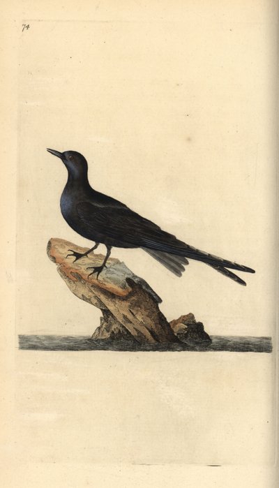 Kara sumru, Chlidonias niger. Edward Donovan tarafından kendi “Natural History of British Birds” Londra kitabından çizilip kazınmış, elle boyanmış bakır levha by Edward Donovan