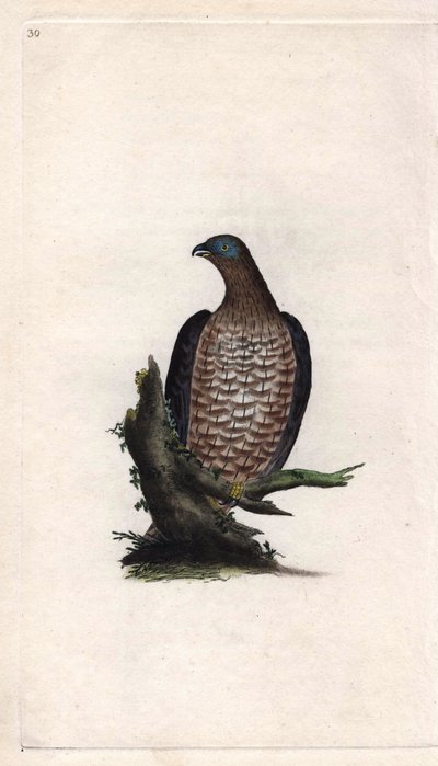 Bondree cana yakın. Pernis apivorus (Falco apivorus). İngiliz Kuşlarının Natural History, Londra