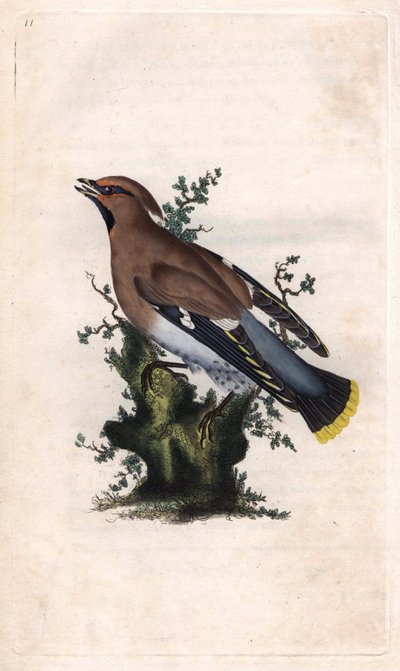 Boreal jasper. Bombycilla garrulus (Ampelis garrulus). İngiliz Kuşlarının Natural History, Londra