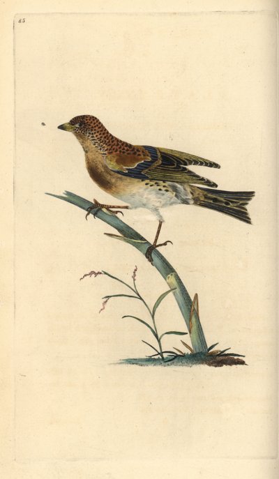 Brambling, Fringilla montifringilla. Edward Donovan tarafından kendi “Natural History of British Birds” Londra kitabından çizilip kazınmış, elle boyanmış bakır levha by Edward Donovan