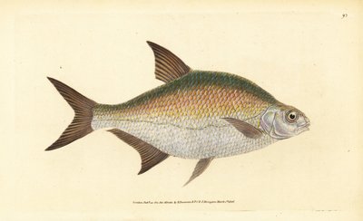 Çipura, Abramis brama (Cyprinus brama). Edward Donovan tarafından Natural History of British Fishes, Donovan ve F.C. ve J. Rivington, Londra by Edward Donovan