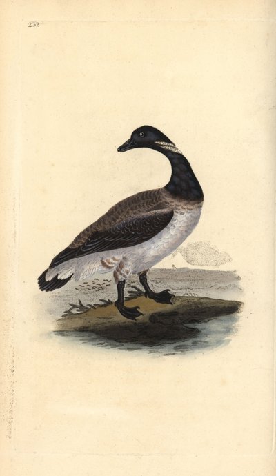 Brent kazı, Branta bernicla. Edward Donovan tarafından kendi “Natural History of British Birds” Londra kitabından çizilip kazınmış, elle boyanmış bakır levha by Edward Donovan
