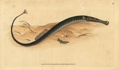 Geniş burunlu veya daha kısa pipefish. Syngnathus tipi. Edward Donovan tarafından Natural History of British Fishes, Donovan ve F.C. ve J. Rivington, Londra by Edward Donovan