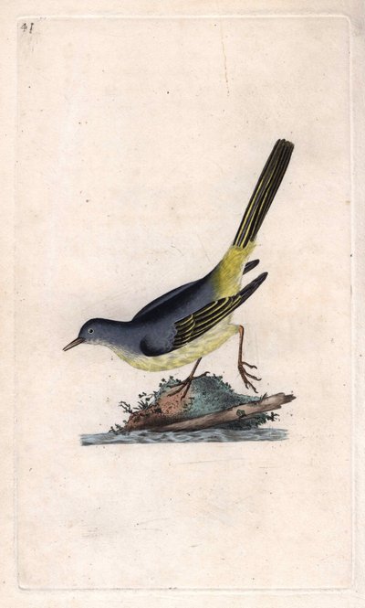 Brook Çoban. Motacilla cinerea (Motacilla boarula). İngiliz Kuşlarının Natural History, Londra