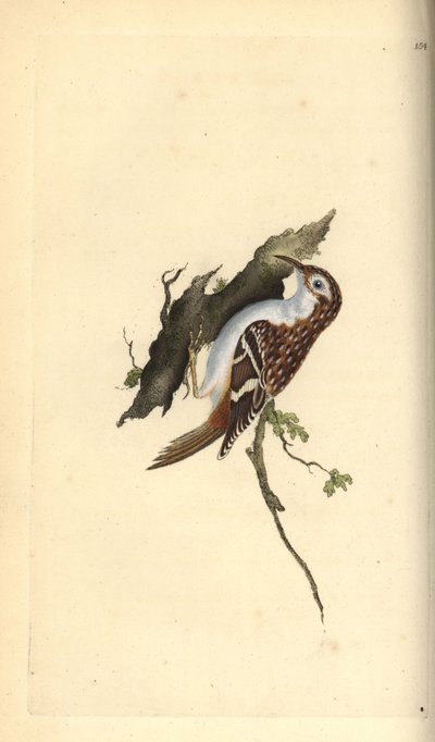Kahverengi sarmaşık, Certhia aşinalık. Edward Donovan tarafından kendi “Natural History of British Birds” Londra kitabından çizilip kazınmış, elle boyanmış bakır levha by Edward Donovan