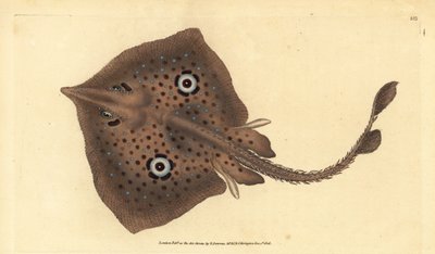 Kahverengi paten veya ayna ışını, Raja miraletus. Edward Donovan tarafından Natural History of British Fishes, Donovan and F.C. ve J. Rivington, Londra by Edward Donovan