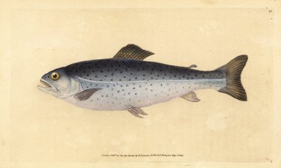 Kahverengi alabalık, Salmo trutta (Sewen, Salmo cambricus). Edward Donovan tarafından Natural History of British Fishes, Donovan ve F.C. ve J. Rivington, Londra by Edward Donovan
