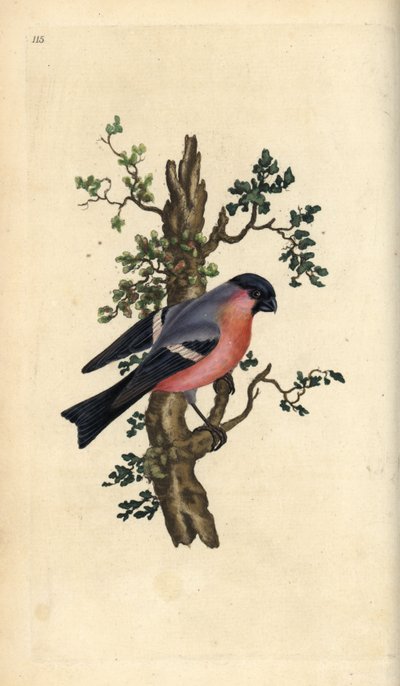 Şakrak kuşu, Pyrrhula pyrrhula. Edward Donovan tarafından kendi “Natural History of British Birds” Londra kitabından çizilip kazınmış, elle boyanmış bakır levha by Edward Donovan