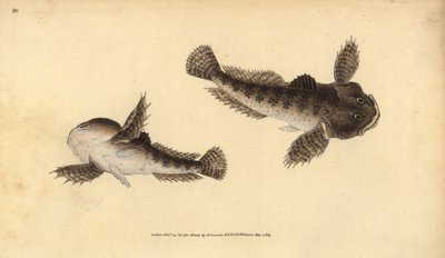 Bullhead, Cottus gobio (Nehir boğa başı). Edward Donovan tarafından Natural History of British Fishes, Donovan ve FC ve J. Rivington, Londra'dan çizilmiş ve oyulmuş elle boyanmış bakır levha by Edward Donovan