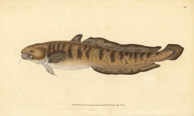 Burbot, Lota lota (Gadus lota). Edward Donovan tarafından Natural History of British Fishes, Donovan ve F.C. ve J. Rivington, Londra by Edward Donovan