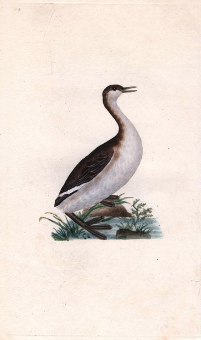 Castagny bataklığı. Tachybaptus ruficollis (Podiceps nigricans). İngiliz Kuşlarının Natural History, Londra