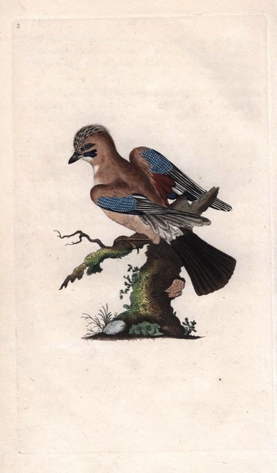 Chenes Jay. Garrulus glandarius (Corvus glandarius). İngiliz Kuşlarının Natural History, Londra
