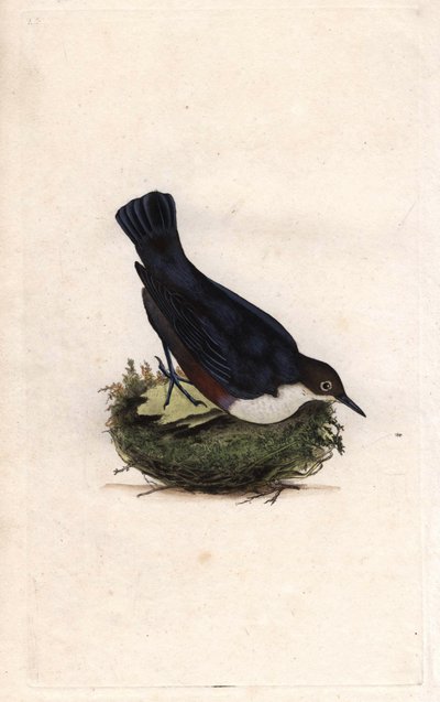 Cincle dalgıcı. Cinclus cinclus (Sturnus cinclus). İngiliz Kuşlarının Natural History, Londra