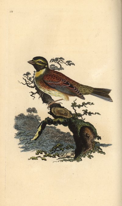 Kiraz kuşu, Emberiza cirlus. Edward Donovan tarafından kendi “Natural History of British Birds” Londra kitabından çizilip kazınmış, elle boyanmış bakır levha by Edward Donovan