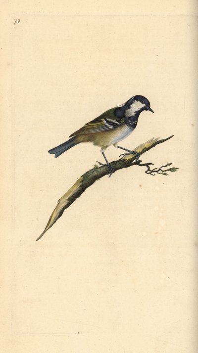 Kömür, Periparus ater. Edward Donovan tarafından kendi “Natural History of British Birds” Londra kitabından çizilip kazınmış, elle boyanmış bakır levha by Edward Donovan