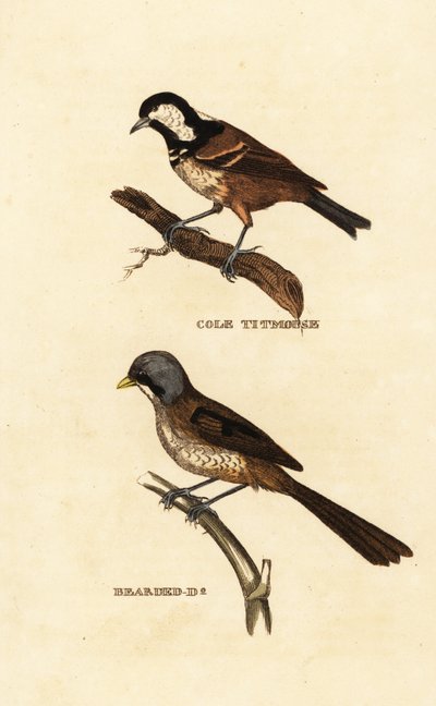Kömür baştankara, Parus ater ve sakallı sazlık, Panurus biarmicus by Edward Donovan