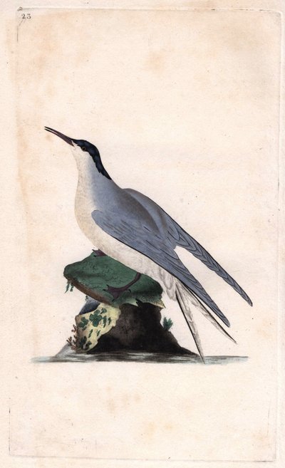 Ortak Sumru. Sterna hirundo. İngiliz Kuşlarının Natural History, Londra