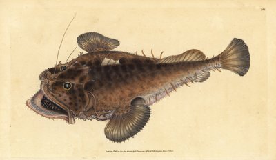 Yaygın fener balığı, Lophius piscatorius. Edward Donovan tarafından Natural History of British Fishes, Donovan ve F.C. ve J. Rivington, Londra by Edward Donovan