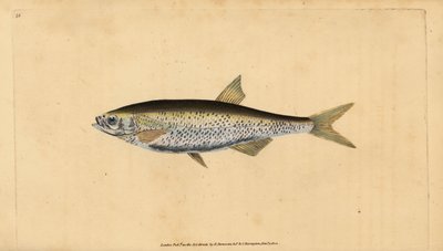 Yaygın kasvetli, Alburnus alburnus (Cyprinus alburnus). Edward Donovan tarafından Natural History of British Fishes, Donovan ve F.C. ve J. Rivington, Londra by Edward Donovan