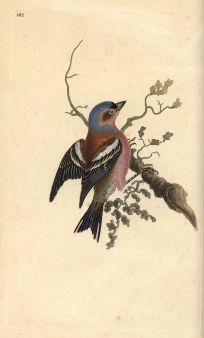 Common chaffinch, Fringilla coelebs. Handcoloured copperplate drawn and engraved by Edward Donovan from his own “Natural History of British Birds,” London by Edward Donovan