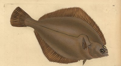 Yaygın dab, Limanda limanda (Pleuronectes limanda). Edward Donovan tarafından Natural History of British Fishes, Donovan ve F.C. ve J. Rivington, Londra by Edward Donovan