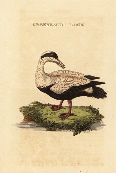 Ortak eider, Somateria mollissima by Edward Donovan