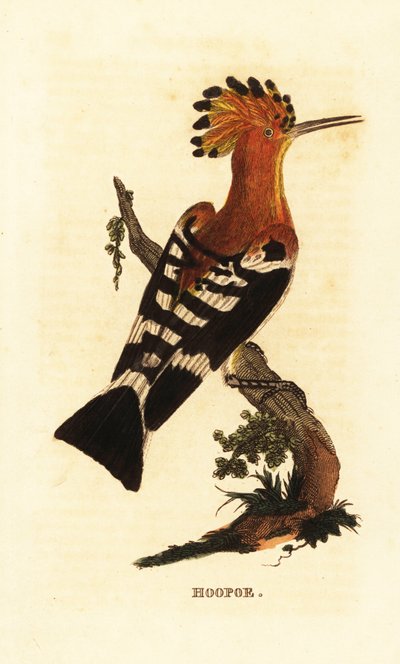 Ortak ibibik, Upupa destanları by Edward Donovan