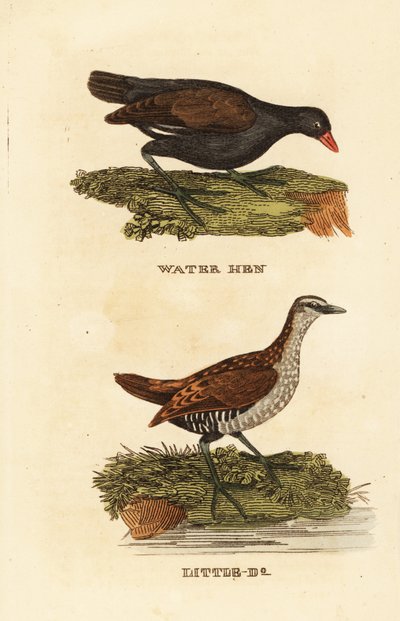 Adi moorhen, Gallinula chloropus ve benekli crake, Porzana porzana by Edward Donovan