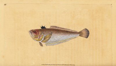 Yaygın ya da daha büyük, Trachinus draco. Edward Donovan tarafından Natural History of British Fishes, Donovan ve F.C. ve J. Rivington, Londra by Edward Donovan