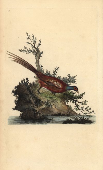 Ortak sülün, Phasianus colchicus. Edward Donovan tarafından kendi “Natural History of British Birds” Londra kitabından çizilip kazınmış, elle boyanmış bakır levha by Edward Donovan