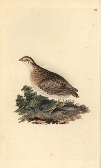 Common quail, Coturnix coturnix. Handcoloured copperplate drawn and engraved by Edward Donovan from his own “Natural History of British Birds” (1794-1819). Edward Donovan (1768-1837) was an Anglo-Irish amateur zoologist, writer, artist and engraver. He wro by Edward Donovan