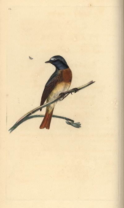 Ortak kızılkuyruk, Phoenicurus phoenicurus. Edward Donovan tarafından kendi “Natural History of British Birds” Londra kitabından çizilip kazınmış, elle boyanmış bakır levha by Edward Donovan