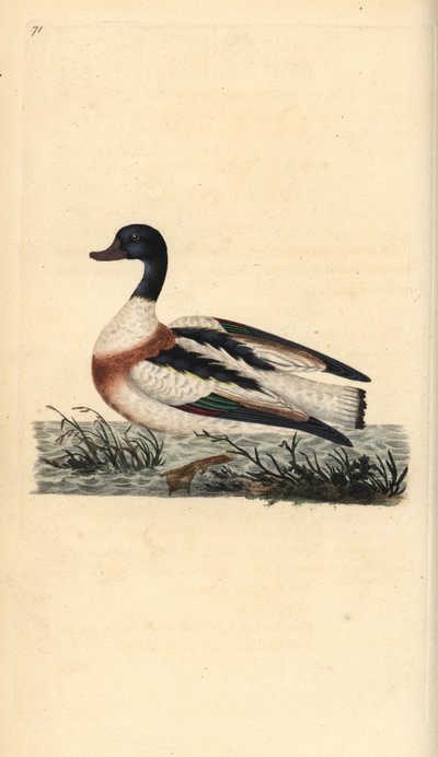 Ortak shelduck, Tadorna tadorna. Edward Donovan tarafından kendi “Natural History of British Birds” Londra kitabından çizilip kazınmış, elle boyanmış bakır levha by Edward Donovan