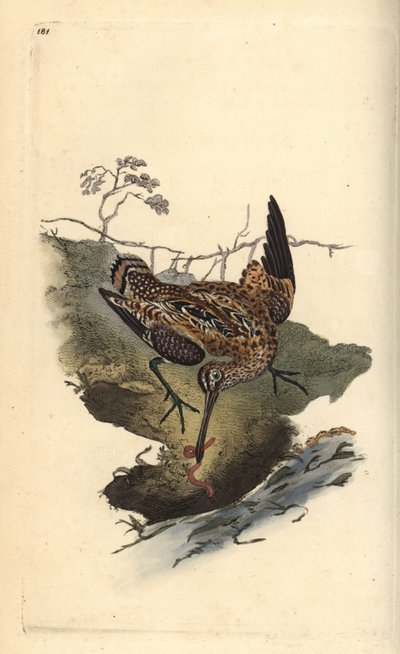 Adi su çulluğu, Gallinago gallinago, solucan yakalıyor. Edward Donovan tarafından kendi “Natural History of British Birds” Londra kitabından çizilip kazınmış, elle boyanmış bakır levha by Edward Donovan