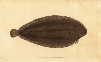 Ortak taban veya Dover taban, Solea solea (Pleuronectes solea). Edward Donovan tarafından Natural History of British Fishes, Donovan ve F.C. ve J. Rivington, Londra by Edward Donovan