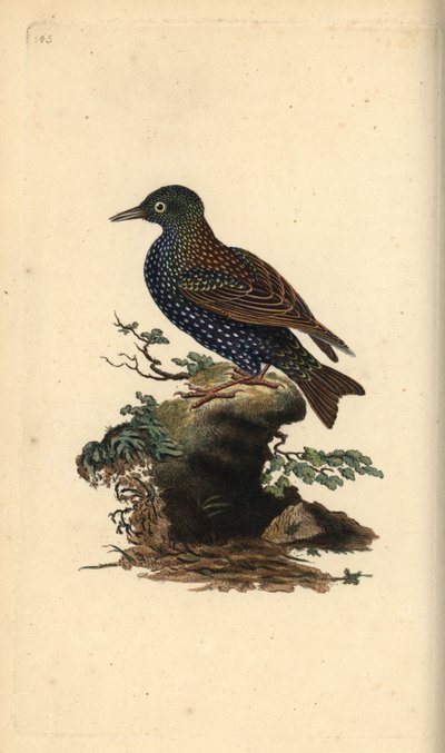 Adi sığırcık, Sturnus vulgaris. Edward Donovan tarafından kendi “Natural History of British Birds” Londra kitabından çizilip kazınmış, elle boyanmış bakır levha by Edward Donovan