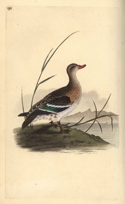 Deniz mavisi, Anas crecca, dişi. Edward Donovan tarafından kendi “Natural History of British Birds” Londra kitabından çizilip kazınmış, elle boyanmış bakır levha by Edward Donovan