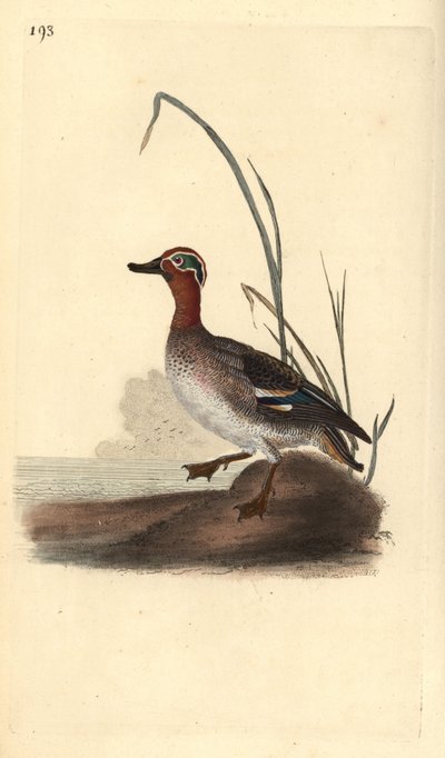 Deniz mavisi, Anas crecca, erkek. Edward Donovan tarafından kendi “Natural History of British Birds” Londra kitabından çizilip kazınmış, elle boyanmış bakır levha by Edward Donovan