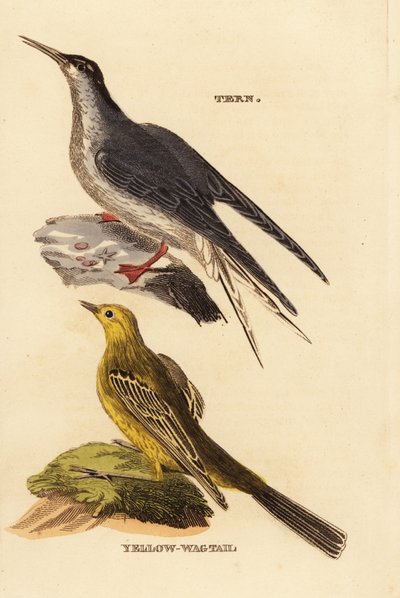 Ortak sumru, Sterna hirundo ve sarı kuyruksallayan, Motacilla flava by Edward Donovan