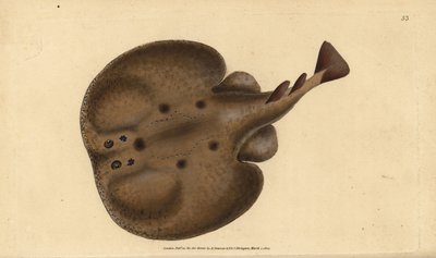 Gullhöfuðsbráður eða brúnn gyltur, Sparus aurata. Handlituð koparplata teiknuð og grafin af Edward Donovan úr náttúrufræði hans um breskan fisk, Donovan og F.C. og J. Rivington, Londonurki by Edward Donovan